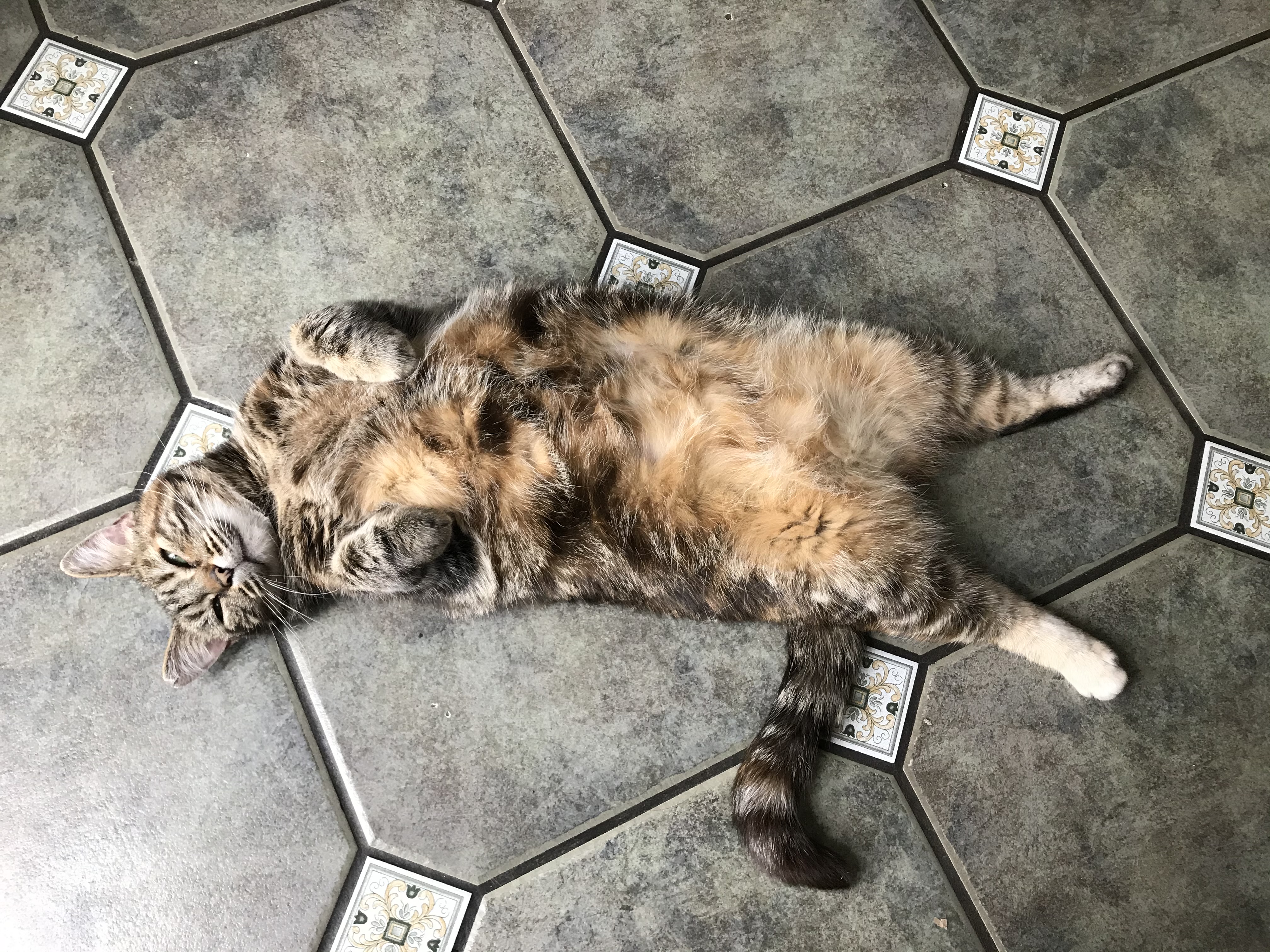 Cora the cat