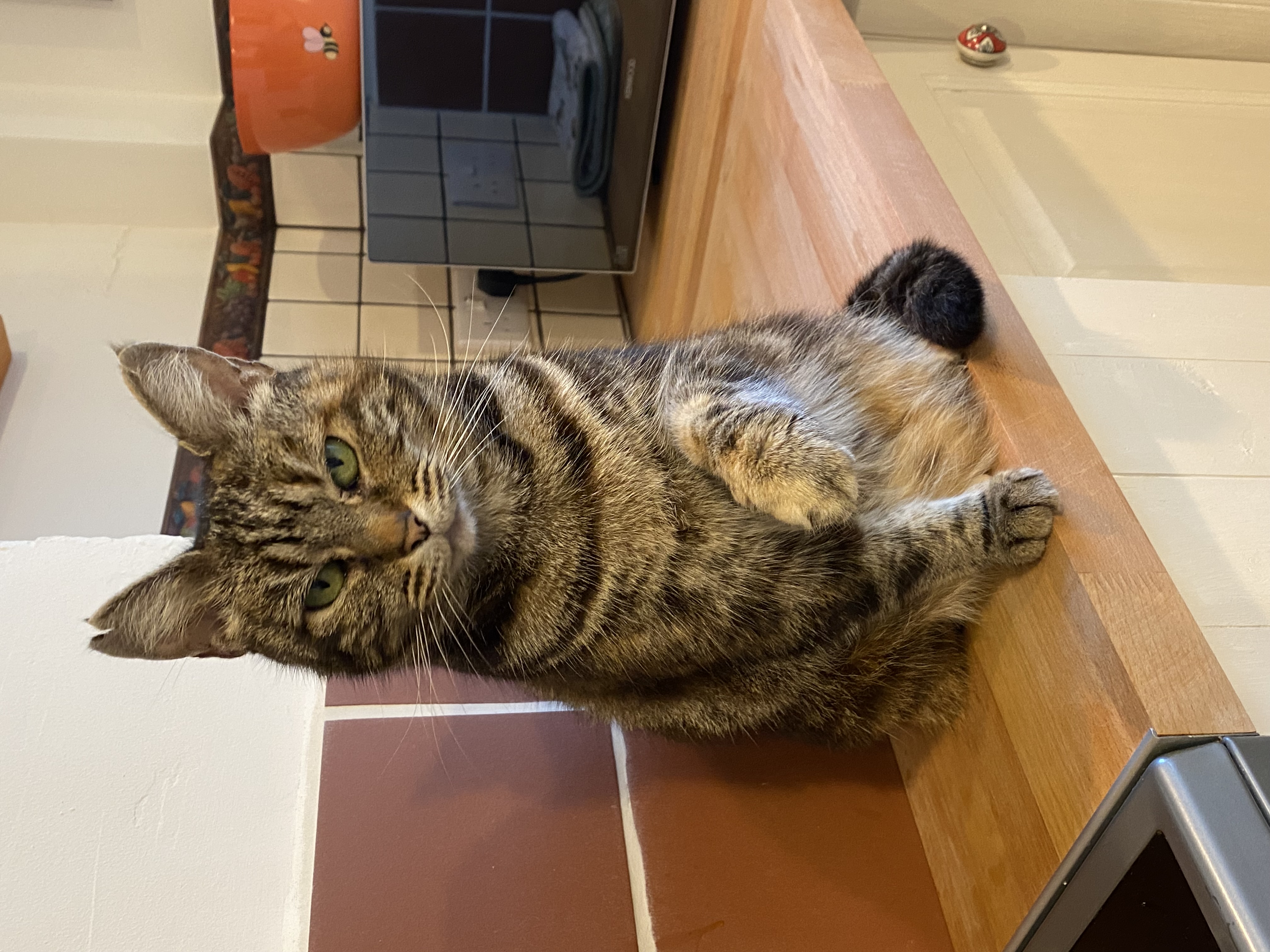 Cora the cat