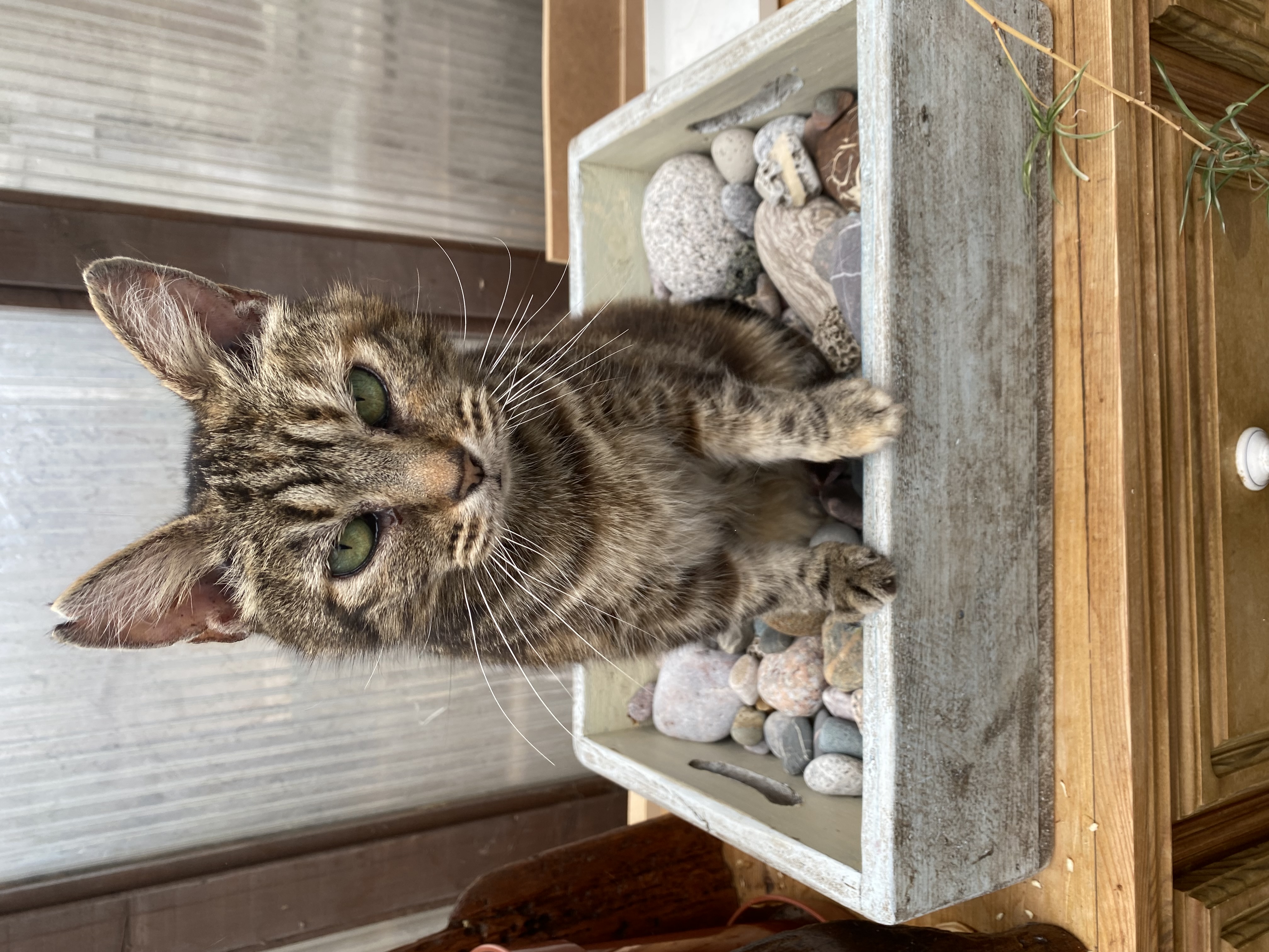 Cora the cat